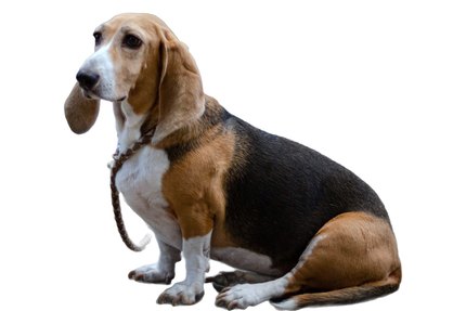 Basset Hound
