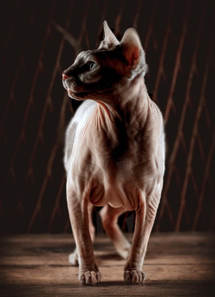 Sphynx