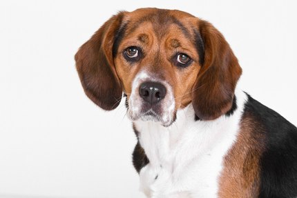 Beagle