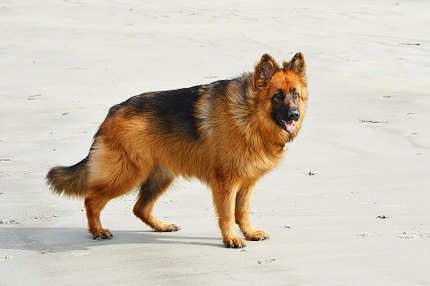 Altdeutscher Schäferhund berger allemand poil long
