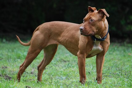 American Pitbull Terrier chien athlétique