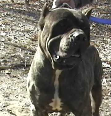 Bandog