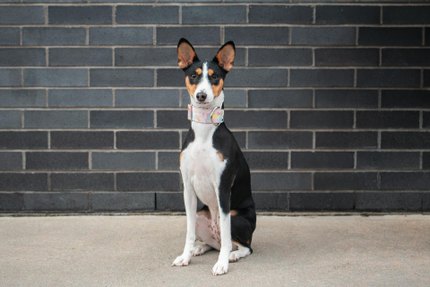 Basenji