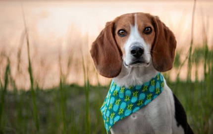 Beagle-Harrier