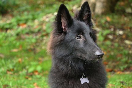 Berger Belge Groenendael
