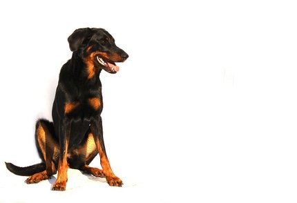 Beauceron