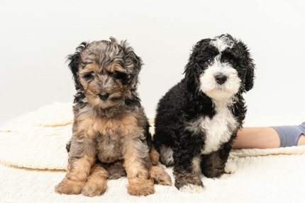 Bernedoodle