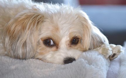 Bichon Russe