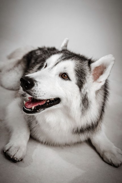 Husky de Sibérie