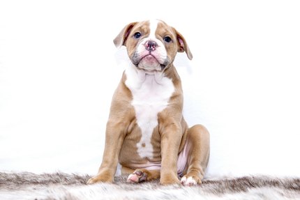 Bouledogue Américain