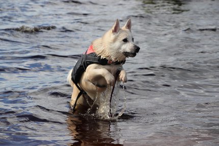 Buhund Norvégien