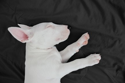 Bull Terrier Miniature