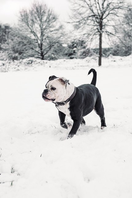 Bulldog Continental