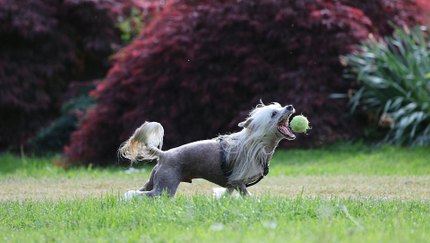 Chien Chinois à Crête