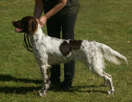 Chien d'Arrêt Allemand à Poil Long