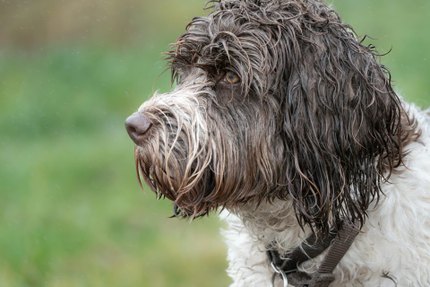 Chien d'Eau Portugais