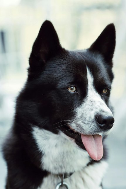 Chien d'Ours de Carélie