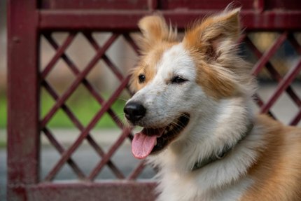 Chien de Berger Islandais