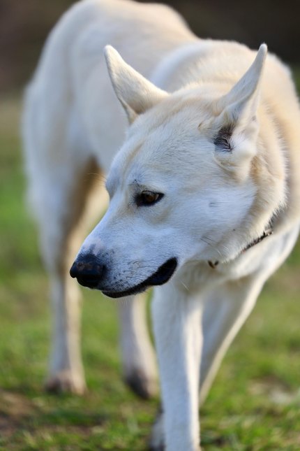 Chien de Canaan