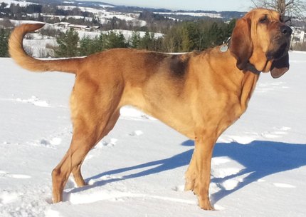Chien de Saint-Hubert