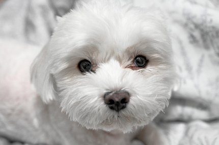 Bichon Maltais