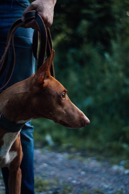 Chien du Pharaon