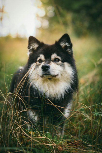 Chien Finnois de Laponie