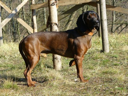 Chien Rouge de Bavière