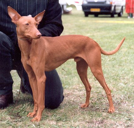 Cirneco de l'Etna