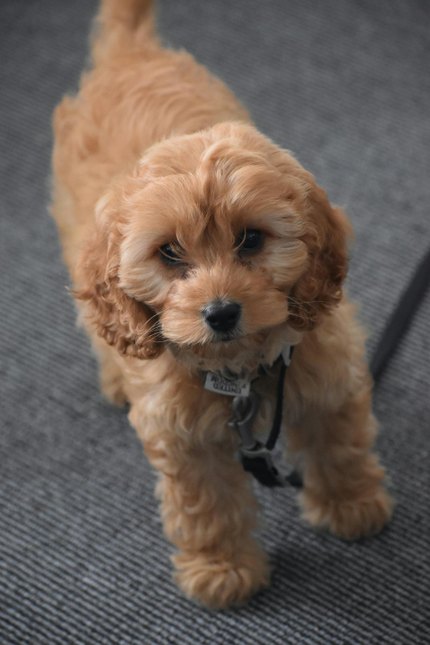 Cockapoo