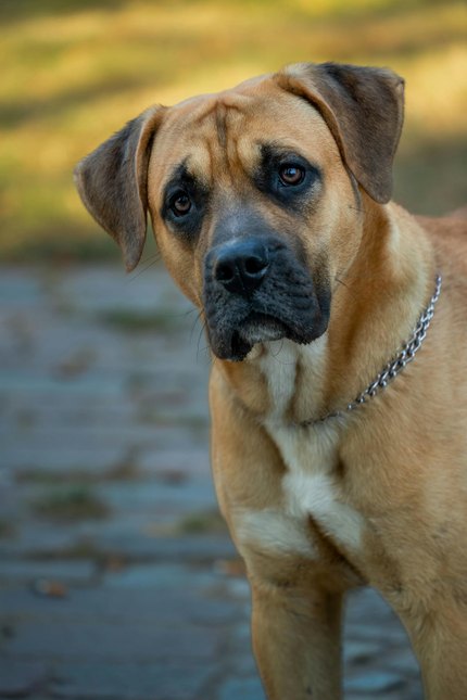 Dogue des Canaries