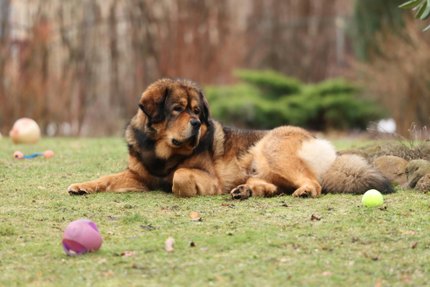 Dogue du Tibet