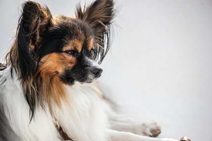 Épagneul Nain Continental Papillon