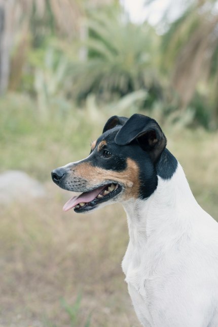 Fox Terrier à Poil Lisse