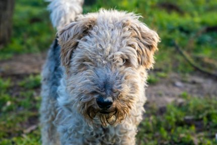 Fox-Terrier à Poil Dur