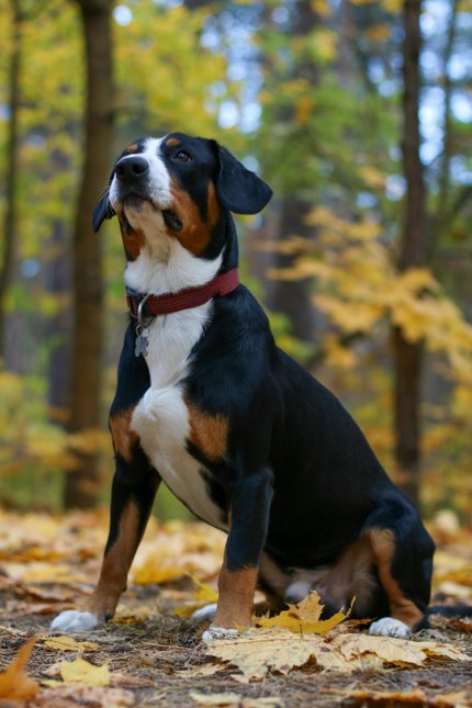 Grand Bouvier Suisse
