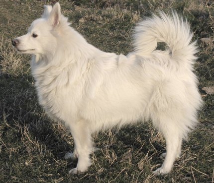 Grand Spitz