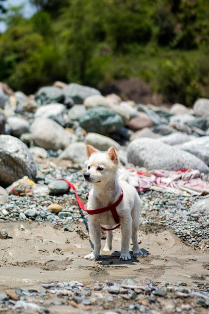 Jindo Coréen