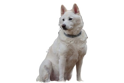 Kishu