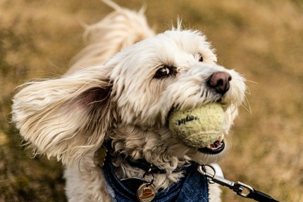 Labradoodle