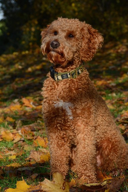 Lagotto Romagnolo