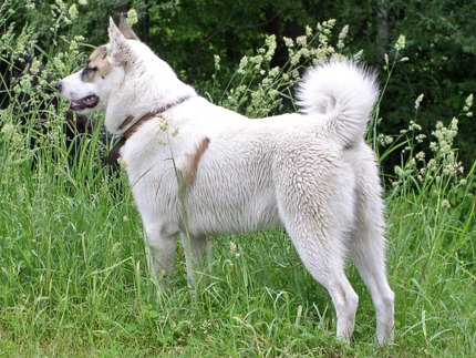 Laïka