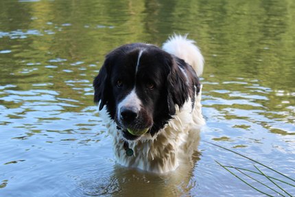 Landseer