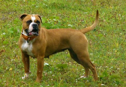 Leavitt Bulldog