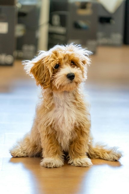 Maltipoo