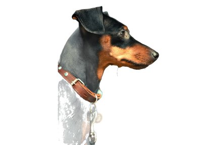 Manchester Terrier