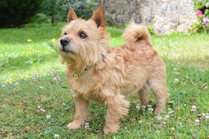 Norwich Terrier