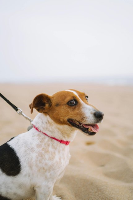Parson Russell Terrier