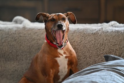 Pinscher Allemand