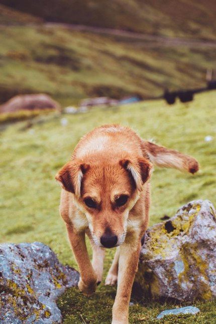 Pinscher Autrichien